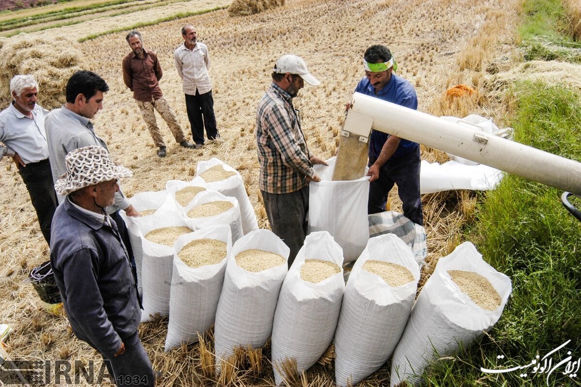 کاهش جدی قیمت برنج در راه است