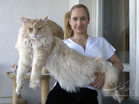 ایران اکونومیست این گربه های عظیم الجثه از سگ بزرگترند!