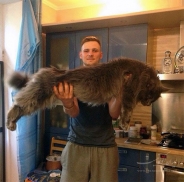 این گربه های عظیم الجثه از سگ بزرگترند!