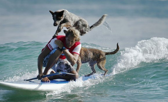 آموزش موج سواری برای سگها و صاحبانشان در استرالیا