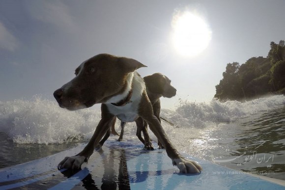 آموزش موج سواری برای سگها و صاحبانشان در استرالیا
