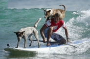 آموزش موج سواری سگها و صاحبانشان در استرالیا + تصاویر