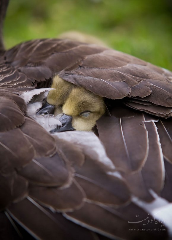 مهر مادری در دنیای پرندگان