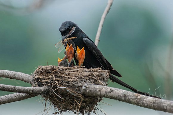 مهر مادری در دنیای پرندگان