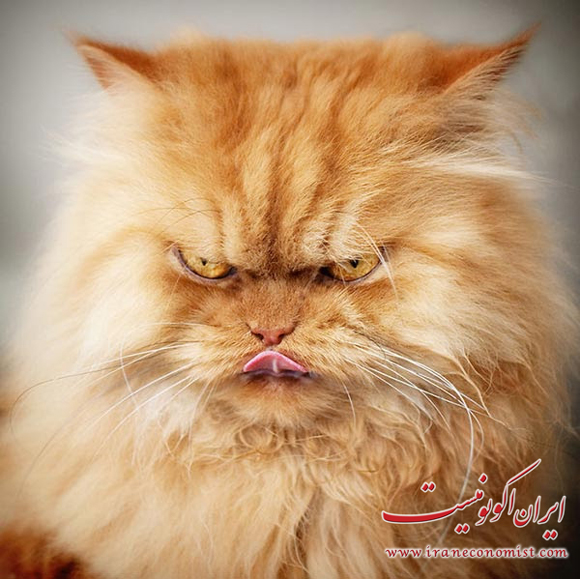 خشمگینانه ترین گربه جهان که تابحال دیده اید