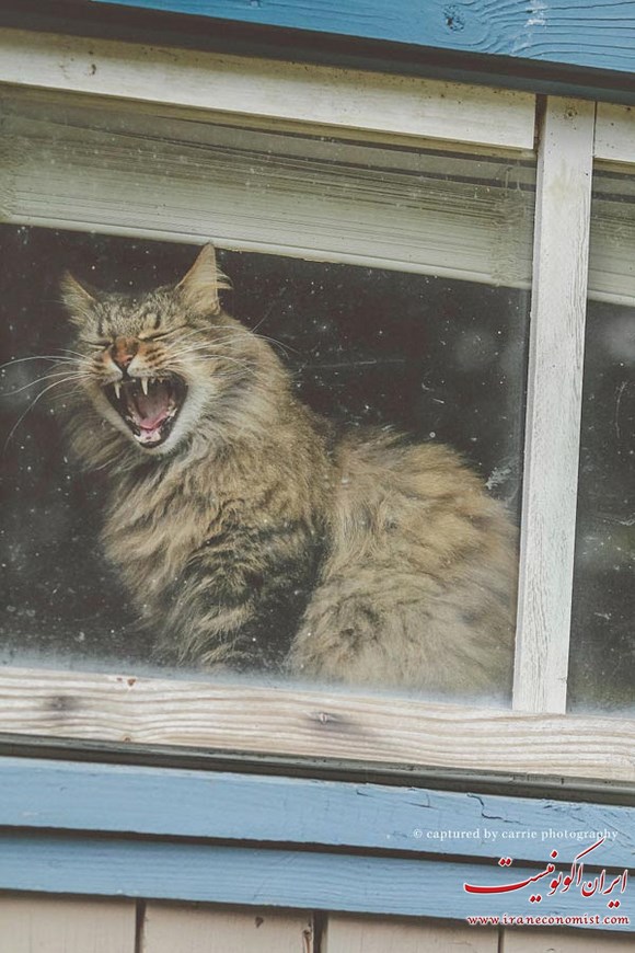 عکس العمل جالب حیوانات در قاب پنجره