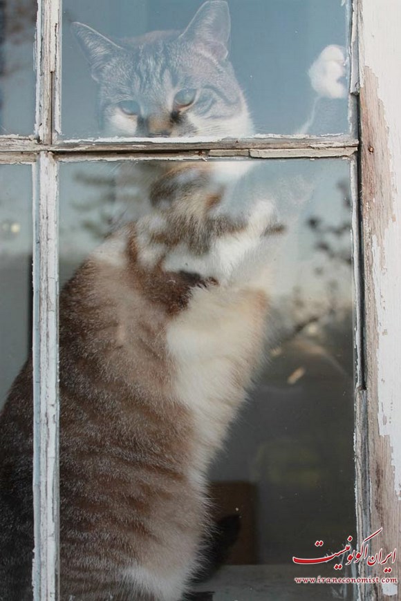 عکس العمل جالب حیوانات در قاب پنجره