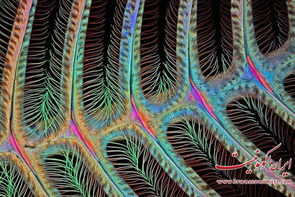 زیباترین عکسهای میکروسکوپی مسابقات نیکون