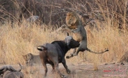 حیات وحش آفریقا عکس(بخش چهارم)