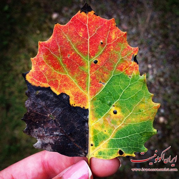 جادوی رنگ پاییز را در این تصاویر زیبا ببینید