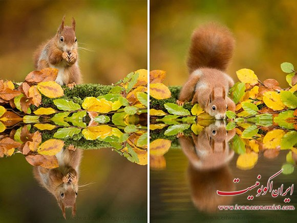تصاویری از حیوانات در حال لذت بردن از پاییز جادویی