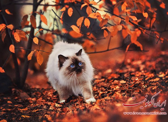 تصاویری از حیوانات در حال لذت بردن از پاییز جادویی