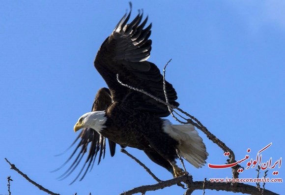 تصاویر جالب از عقاب سر سفید در نیویورک