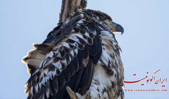 تصاویر جالب از عقاب سر سفید در نیویورک