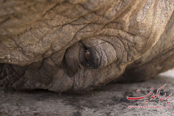 بازگرداندن فیل پیر به جنگل+ تصاویر
