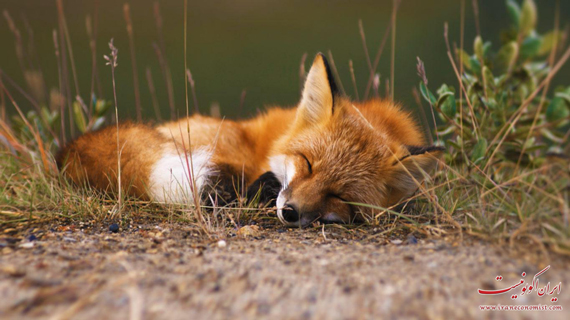 تصاویر جالب از حیوانات خواب آلود و تنبل