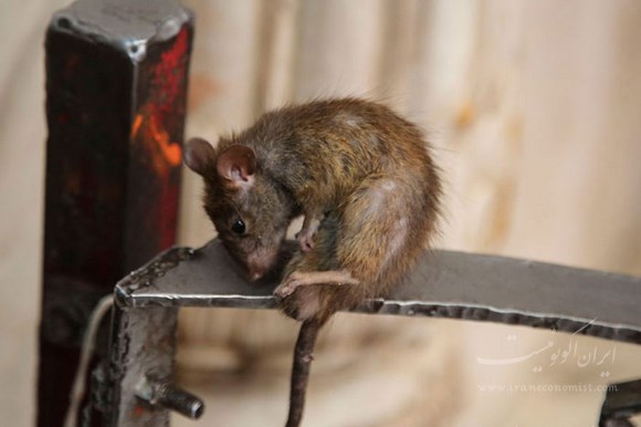 ۲۰ هزار موش در معبد موش‌های هند