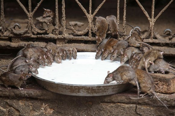 ۲۰ هزار موش در معبد موش‌های هند