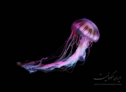 تصاویر زیبا از عروس دریایی