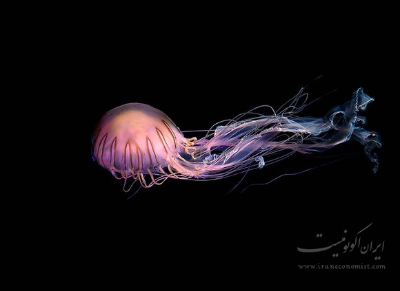 تصاویر زیبا از عروس دریایی