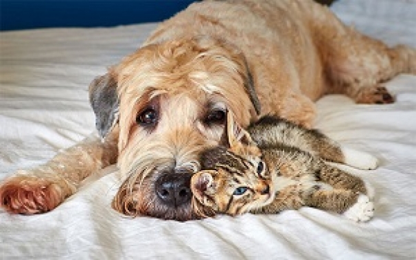 سگ و گربه؛ دشمنان قدیمی و دوستان صمیمی امروز