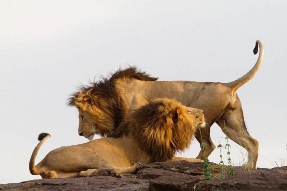 فیلم : حیات وحش آفریقا طبیعت و موفقیت