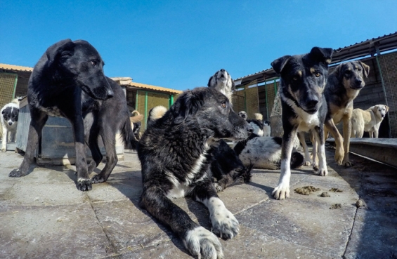 فیلم : وفا خانه ای برای بیش از ۱۰۰۰ سگ بی سرپرست و سالمند