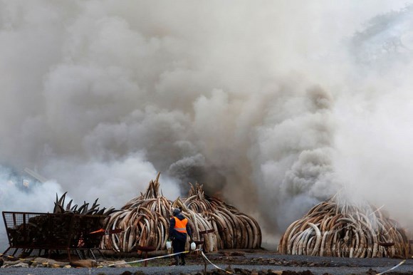 تصاویر آتش زدن عاج های غیر قانونی در کنیا