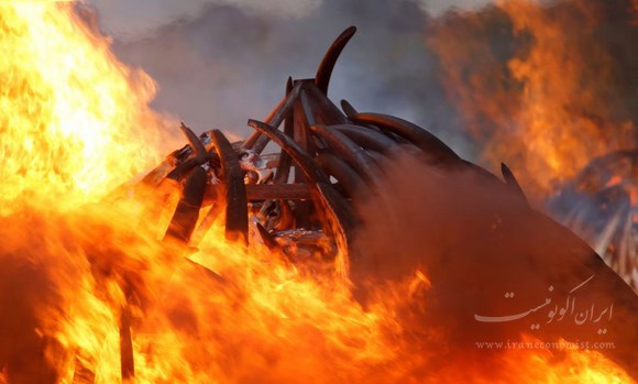 تصاویر آتش زدن عاج های غیر قانونی در کنیا