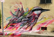 نقاشی های بسیار زیبا از پرندگان برروی دیوار توسط نقاش برزیلی