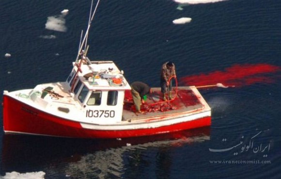 کشتار بی رحمانه فوک ها به دست ماهیگیران کانادایی+ تصاویر