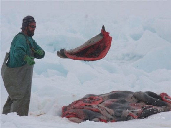 کشتار بی رحمانه فوک ها به دست ماهیگیران کانادایی+ تصاویر