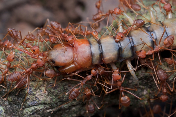 فیلم: شکار حیوانات توسط مورچه های جنگجو