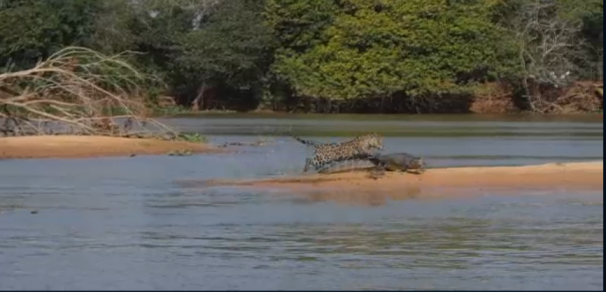 فیلم : ویدئویی منحصر به فرد از شکار شدن تمساح توسط جگوار