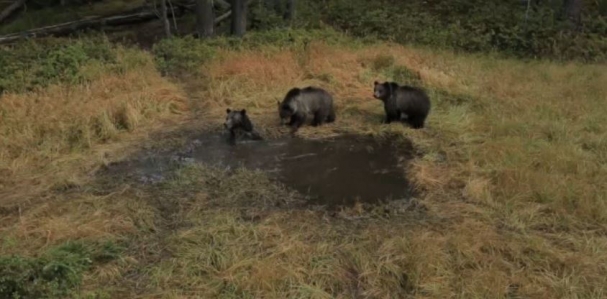 فیلم بسیار جالب از حمام  کردن و آبتنی کردن خرس ها