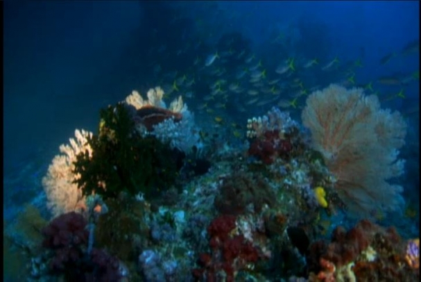 فیلم : مرجان ها بزرگترین موجودات زنده دنیا در زیر آب