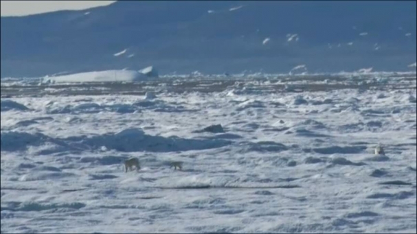 فیلم : لحظه های منحصر به فرد از شکار شدن توله خرس قطبی توسط پدر