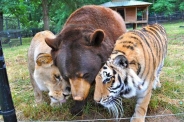 عکس : دوستی خرس، ببر و شیر