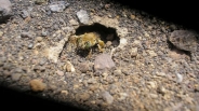 زندگی نوعی زنبور در میان مواد مذاب آتشفشانی+تصاویر