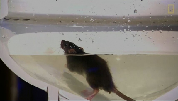 فیلم : چگونگی ورود موش ها به سرویس های بهداشتی منزل