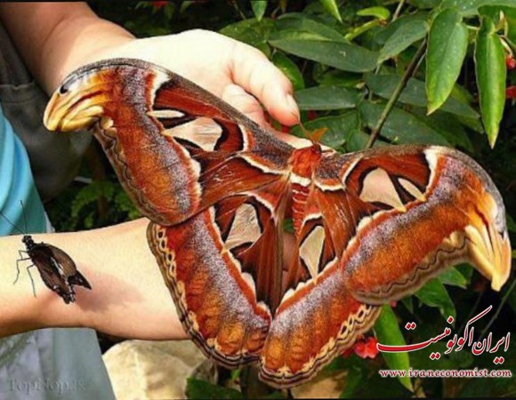 بزرگترین پروانه ی جهان با نام ملکه الکساندرا