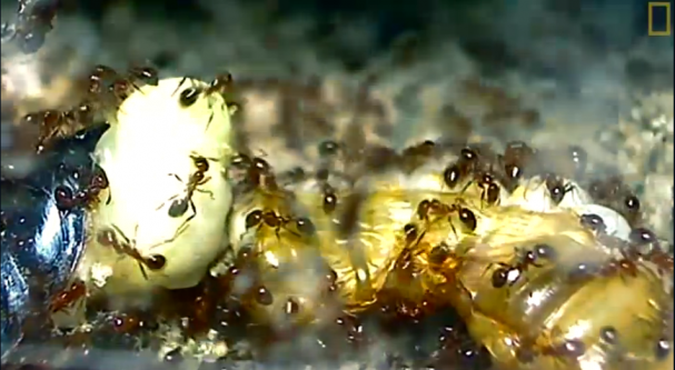 فیلم : بلعیده شدن توسط مورچه های آتش