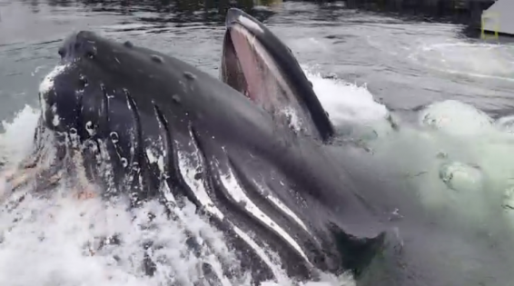 فیلم : نهنگ کوهان دار در اسکله