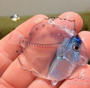 ماهی شیشه ای + عکس