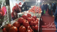تصاویر : افتتاح نمایشگاه انار و میوه های قرآنی