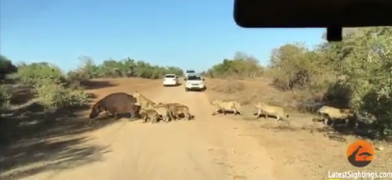 فیلم : شکار اسب آبی در جاده توسط ده ها شیر در مقابل گردشگران
