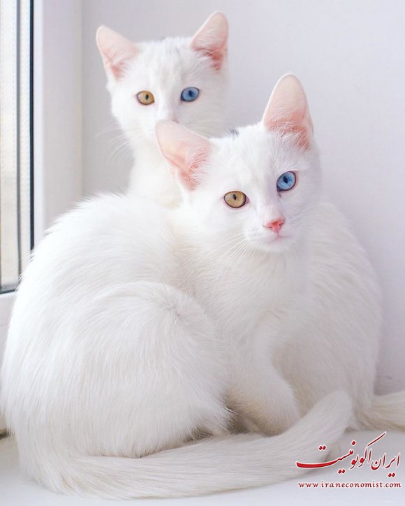 گربه های دوقولو با چشمانی حیرت انگیز + تصاویر
