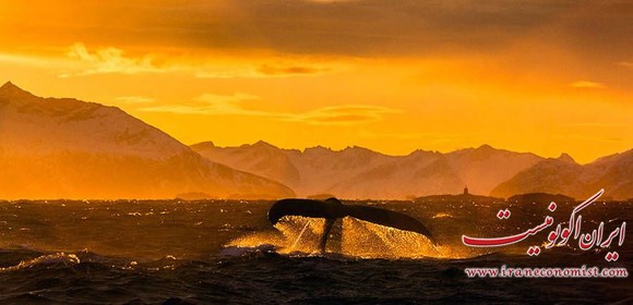 تصاویر زیبا از نهگ ها در قطب شمال