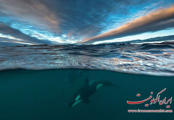 تصاویر زیبا از نهگ ها در قطب شمال