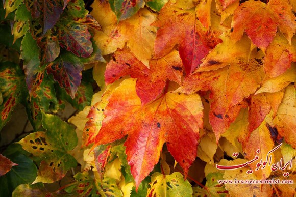 دنیای رنگارنگ پاییز
